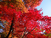 京都 永観堂